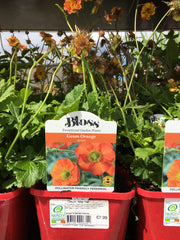 Geum Mai tai