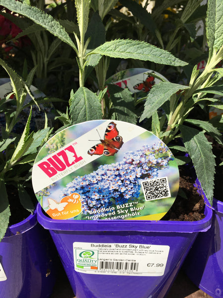 Buddleia buzz sky blue 2l