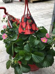 Strawberry hanging basket