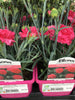 Dianthus Frilly 1litre