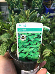 Mint 9cm