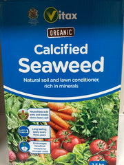 Calcified seaweed