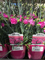 Dianthus tickled pink 2l