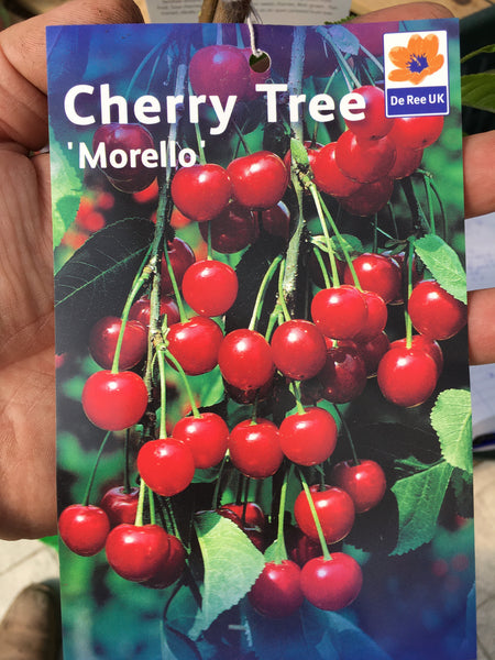 Cherry tree morello