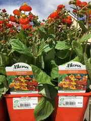 Calceolaria orange 2l