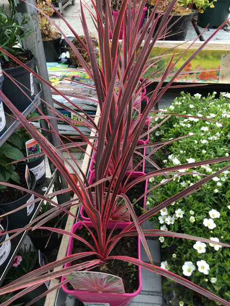 Cordyline Charlie boy 2l