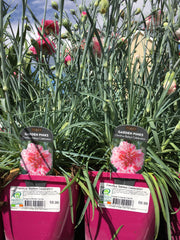 Dianthus baileys celebration 2l