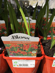 Crocosmia Babylon 2l