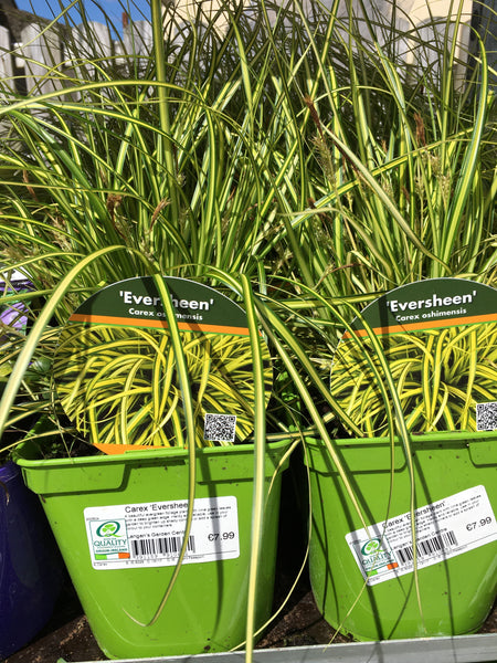 Carex eversheen 2l