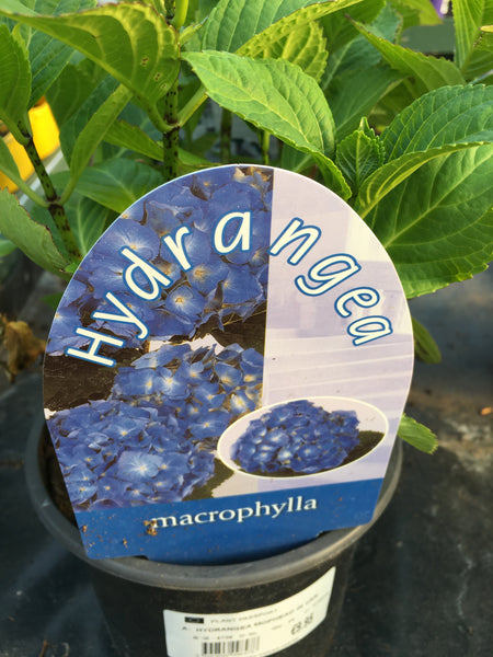Hydreanga macrophylla blue 2l