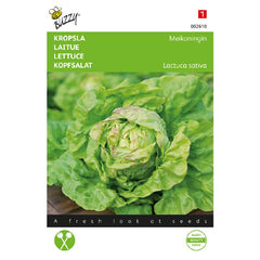 Lettuce - May Queen