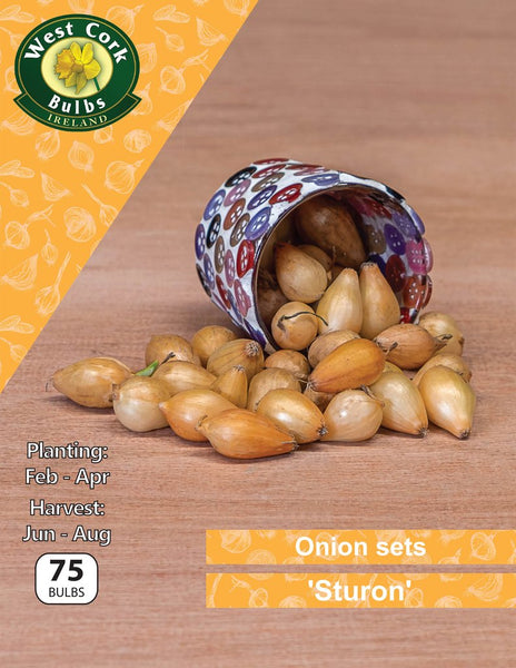 Onion Sets - Sturon (Spring Planting)
