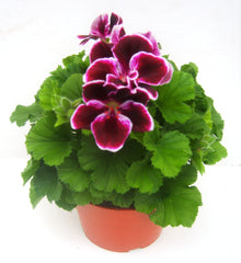 regal pelargonium 14cm