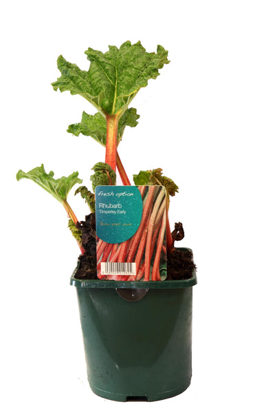 Rhubarb 2litre