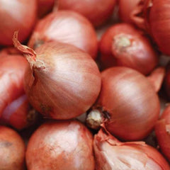 Shallots - Red Sun 50pce