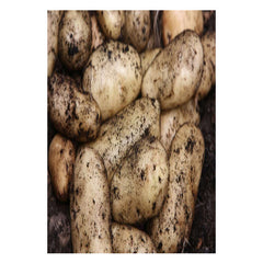 Potatoes - Sharps Express First Earlies - 2Kg Nets