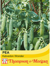 Pea Kelvedon Wonder