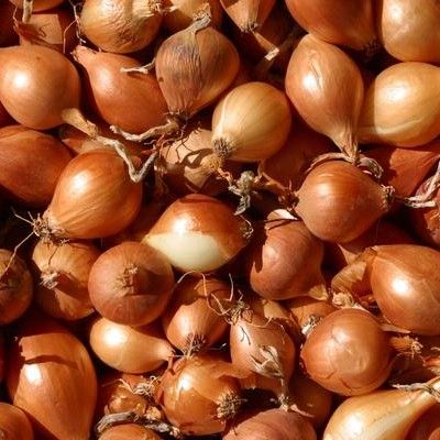 Onion Sets - Stuttgarter (Spring Planting - 75pce)