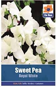Sweet Pea Royal White