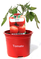 Tomato alicante