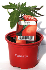 Tomato alisa craig