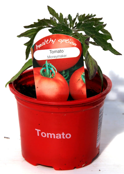 Tomato moneymaker