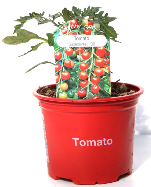 Tomato Supersweet cherry